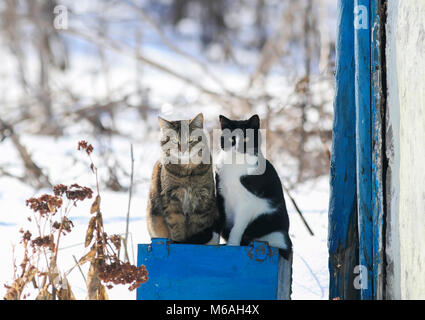 Porträt von zwei lustige süße Katze draußen sitzen an einem sonnigen Frühlingstag Stockfoto