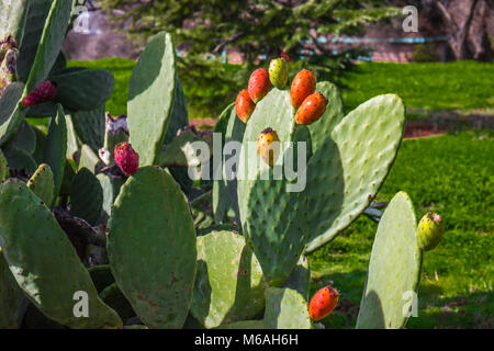 Feigenkakteen mit Ohren & angehende Blumen Stockfoto
