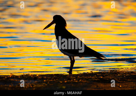 Silhouette von Pied Austernfischer (Haematopus longirostris) stehend im Wasser im Morgenlicht Stockfoto