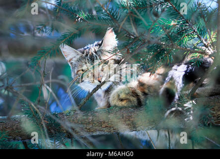 Süße tabby Katze friedlich im Hinterhalt liegen in Fichte hohe unter den Zweigen grün Stockfoto