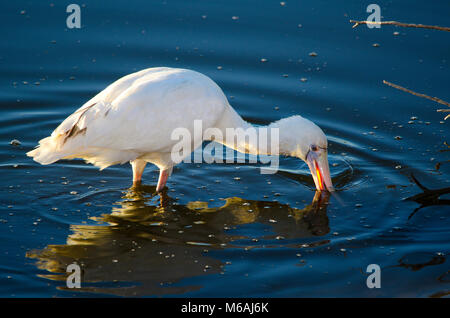 Yellow-billed Löffler (Platalea flavipes) Sieben für Nahrungsmittel in See Stockfoto