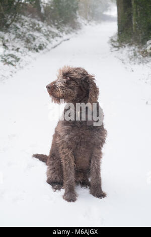 Chocolate Brown labradoodle Hund im Schnee, Medstead, Hampshire, England, Vereinigtes Königreich. Stockfoto