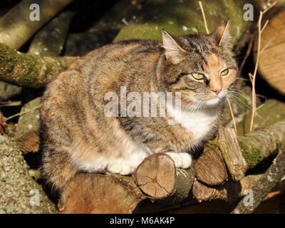 Dreifarbige Katze sitzt auf einem Stapel von Protokollen Stockfoto