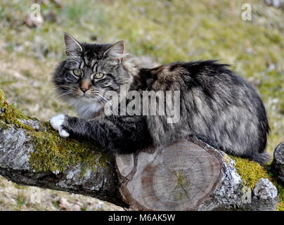 Langhaar Katze sitzt auf einem Baumstamm im Freien Stockfoto