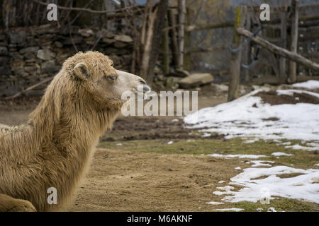 Kopf und Hals von Kamel im Zoo im Winter mit Kopie Raum auf der rechten Seite Stockfoto