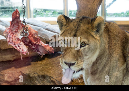 Löwin Stöcke, seine Zunge um die Menschen versammelt, um zu sehen, die er auf einer großen Tafel von Fleisch zu einer Kette im Zoo angehängte Feed Stockfoto