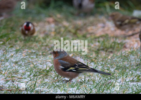 Konzept Bild von Winter- und kalten Temperaturen innerhalb eines britischen Garten im Winter Vögel in den Garten kommen aus ergänzenden Vogelfutter platziert zu füttern Stockfoto