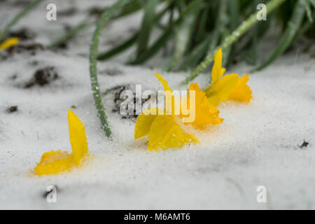 Narzissen Anfang März schlug durch Frost und Schnee aussehen, als ob sie umgekommen sind, aber bemerkenswert wird wieder einmal springen die temepra Stockfoto