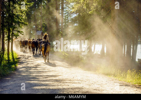 Herde von Pferden durch die Frau auf staubigen Wald Weg gefolgt, Banff National Park, Alberta, Kanada Stockfoto