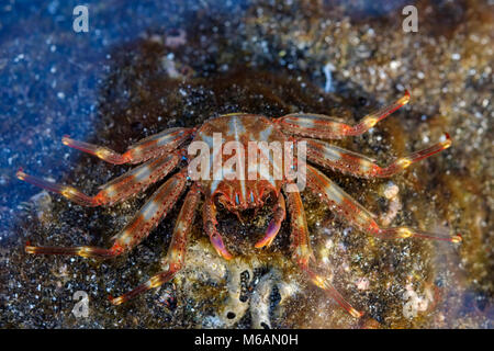 Flinke spray Crab (Percnon gibbesi), La Gomera, Kanarische Inseln, Spanien Stockfoto