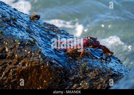 Red Rock Crab (Grapsus adscensionis) auf nassen Felsen, La Gomera, Kanarische Inseln, Spanien Stockfoto