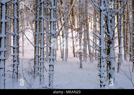 Baumstämme, Schnee - gemischter Wald bedeckt, in der Nähe von Dietramszell, Oberbayern, Bayern, Deutschland Stockfoto