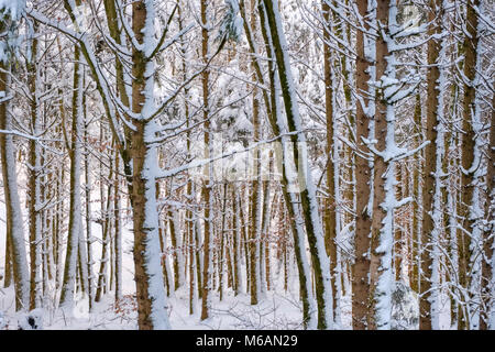 Baumstämme, Schnee - gemischter Wald bedeckt, in der Nähe von Dietramszell, Oberbayern, Bayern, Deutschland Stockfoto