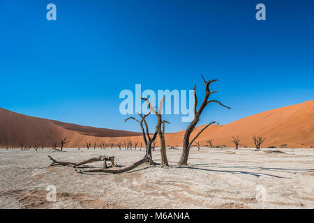 Totes kamel Dornen (Acacia Erioloba) vor der Sanddünen, Dead Vlei, Sossusvlei, Namib Wüste, Namib-Naukluft-Nationalpark Stockfoto