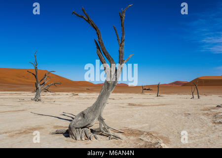 Totes kamel Dornen (Acacia Erioloba) vor der Sanddünen, Dead Vlei, Sossusvlei, Namib Wüste, Namib-Naukluft-Nationalpark Stockfoto