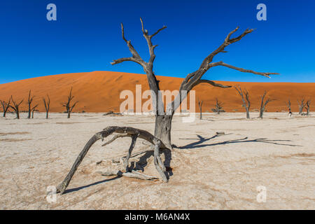 Totes kamel Dornen (Acacia Erioloba) vor der Sanddünen, Dead Vlei, Sossusvlei, Namib Wüste, Namib-Naukluft-Nationalpark Stockfoto