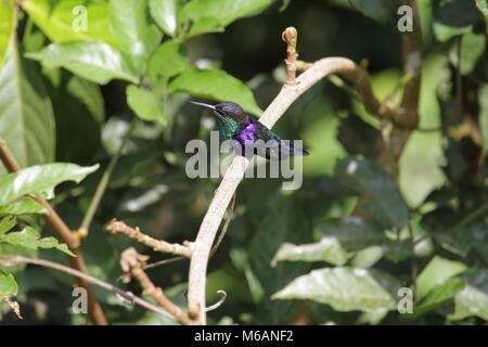 Violett gekrönte Woodnymph Stockfoto