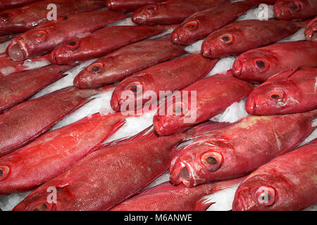 Rote Fische zum Verkauf, gemeinsame Großaugenthun (Priacanthus hamrur), Markt, Tahiti, Französisch-Polynesien Stockfoto