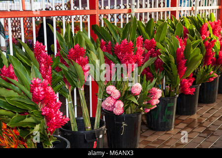 Ingwer (alpinia Purpurata), Blumen für den Verkauf, Marktplatz in Papeete, Tahiti, Französisch-Polynesien Stockfoto