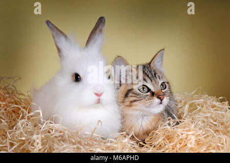 Zwergkaninchen und junge tabby Kitten Stockfoto