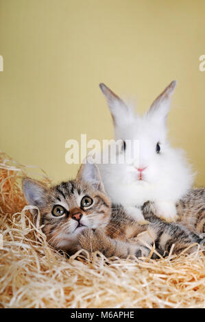 Zwergkaninchen und junge tabby Kitten Stockfoto