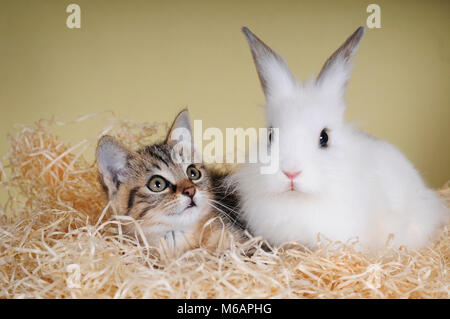 Zwergkaninchen und junge tabby Kitten Stockfoto