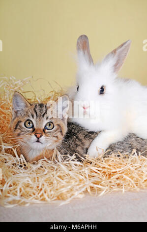 Zwergkaninchen und junge tabby Kitten Stockfoto