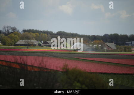 Tulpenfeld erhält Wasser Stockfoto