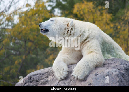 Polar Bear/white bear Stockfoto