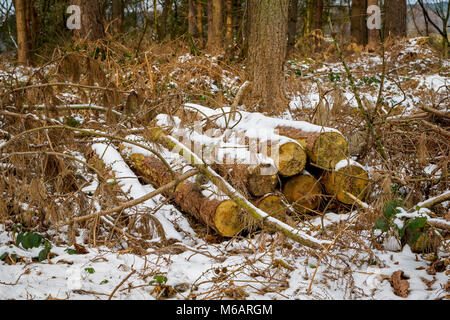 Gesägt Scots Pine Tree trunks aufgetürmt in Delamere Forest Park nach einem Schneefall im Februar 2018 Stockfoto