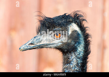 Der Kopf einer Wwu Vogel freuen uns 2 Stockfoto