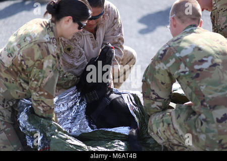 Soldaten, die den ersten Bataillon zugeordnet, im Aviation Regiment (Angriff), und Marines zur 1. Strafverfolgung Bataillon zugeordnet, ich Marine Expeditionary Force sicher Spezialisierte Suche Hund Rot zu einem Wurf während der medizinischen Evakuierung Ausbildung Jan. 18, 2018 im Camp Buehring. Die SSD ist eine der vier Arten von Militär Hunde, die mit ihrer Marinen Handler arbeiten Improvised Explosive Devices zu erkennen, explosiven Komponenten und Waffe Caches. Diese gemeinsame Ausbildung macht Flug Mediziner mit der richtigen Transport und die Triage von MWDs, verletzte Handler und Patienten, die im Einklang mit den fällt Stockfoto