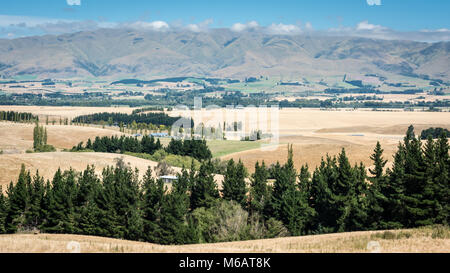 Canterbury Plains Region, Südinsel, Neuseeland Stockfoto