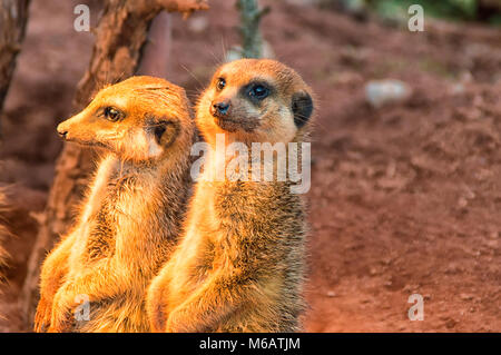 Die Gruppe Erdmännchen ist Aalen in der warmen Nachmittagssonne III Stockfoto