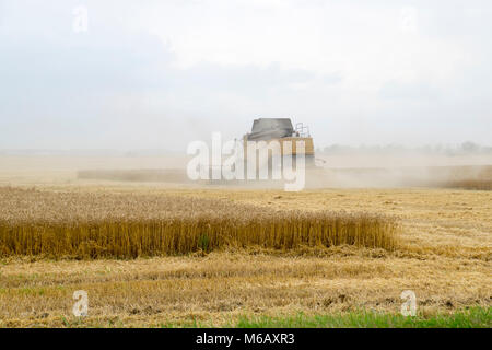 Russland, Temryuk - 01. Juli 2016: Combain sammelt auf dem Weizen. Landwirtschaftliche Maschinen im Feld. Getreideernte. Stockfoto