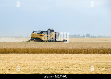 Russland, Temryuk - 01. Juli 2016: Combain sammelt auf dem Weizen. Landwirtschaftliche Maschinen im Feld. Getreideernte. Stockfoto