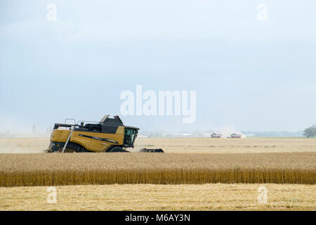 Russland, Temryuk - 01. Juli 2016: Combain sammelt auf dem Weizen. Landwirtschaftliche Maschinen im Feld. Getreideernte. Stockfoto