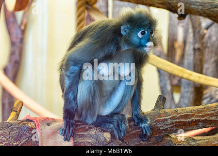 Weibliche blatt Monkey Stockfoto