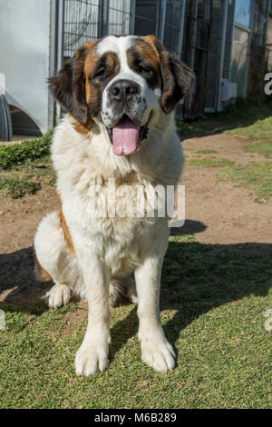 Dover ist eine eineinhalb-jährige Saint Bernard. Er ist ausgebildet zu sitzen, legte sich und seine Pfote geben. Dover liebt es zu kuscheln, hat aber die Energie um zu laufen und zu spielen. Er ist für die Verabschiedung im Camp Pendleton Tierheim, in den 25 Bereich zur Verfügung. Für weitere Informationen wenden Sie sich bitte an das Tierheim in 760-725 -8120. (U.S. Marine Corps Stockfoto