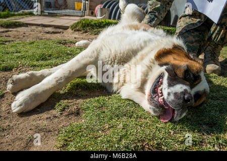 Dover ist eine eineinhalb-jährige Saint Bernard. Er ist ausgebildet zu sitzen, legte sich und seine Pfote geben. Dover liebt es zu kuscheln, hat aber die Energie um zu laufen und zu spielen. Er ist für die Verabschiedung im Camp Pendleton Tierheim, in den 25 Bereich zur Verfügung. Für weitere Informationen wenden Sie sich bitte an das Tierheim in 760-725 -8120. (U.S. Marine Corps Stockfoto