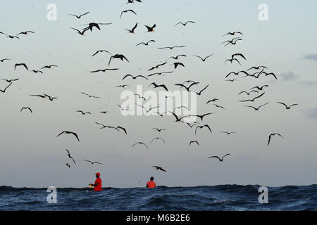 Herrliche Frigate - Fregata magnificens Stockfoto