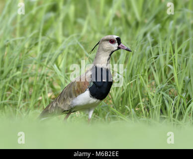 Südliche Kiebitz, Vanellus sp. Stockfoto