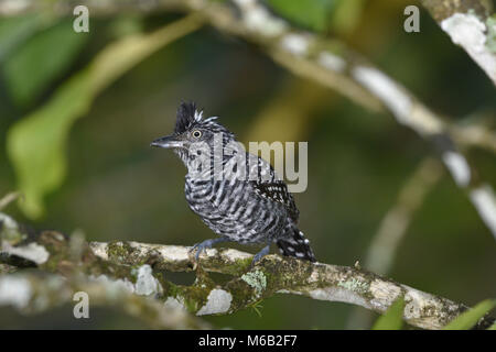 Gesperrt - Antshrike Thamnophilus doliatus - männlich Stockfoto