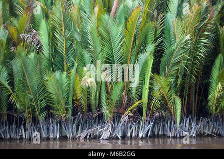 Nipa-Palmen (Mangrovenpalmen), die entlang des Sekonyer River in Zentral-Kalimantan wachsen. NYPA Fruticans Stockfoto