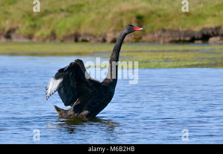 Black Swan - Cygnus olor Stockfoto