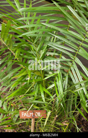 Palmöl-Sämling (Elaeis guineensis) mit Wegweiser auf dem selbstgeführten Naturlehrpfad in der Rimba Ecolodge in Kalimantan, Borneo, Indonesien Stockfoto