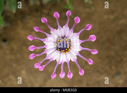 Atemberaubende lavendel Löffel Daisy mit einem blauen Zentrum auf eine unscharfe braunen Hintergrund Stockfoto