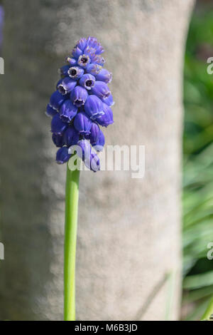 Nahaufnahme der blaue Traubenhyazinthen Blume vor einem unscharf Baumstamm Stockfoto