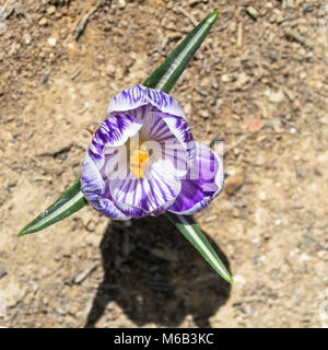 Schöne Violett und Weiß krokus Blume auf einem verschwommenen Schmutz Hintergrund Stockfoto