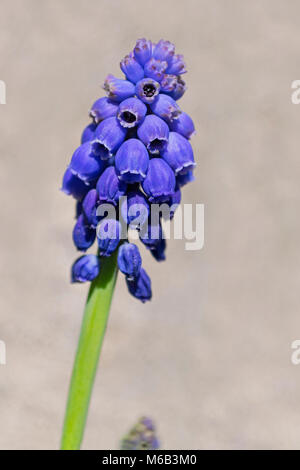 Schöne Traubenhyazinthen Blume auf einem beigen Hintergrund unscharf Stockfoto